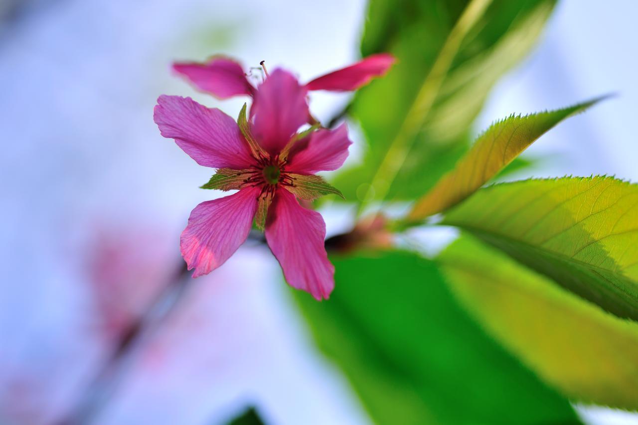 Flower Free花自在 Zhoulan Exteriér fotografie