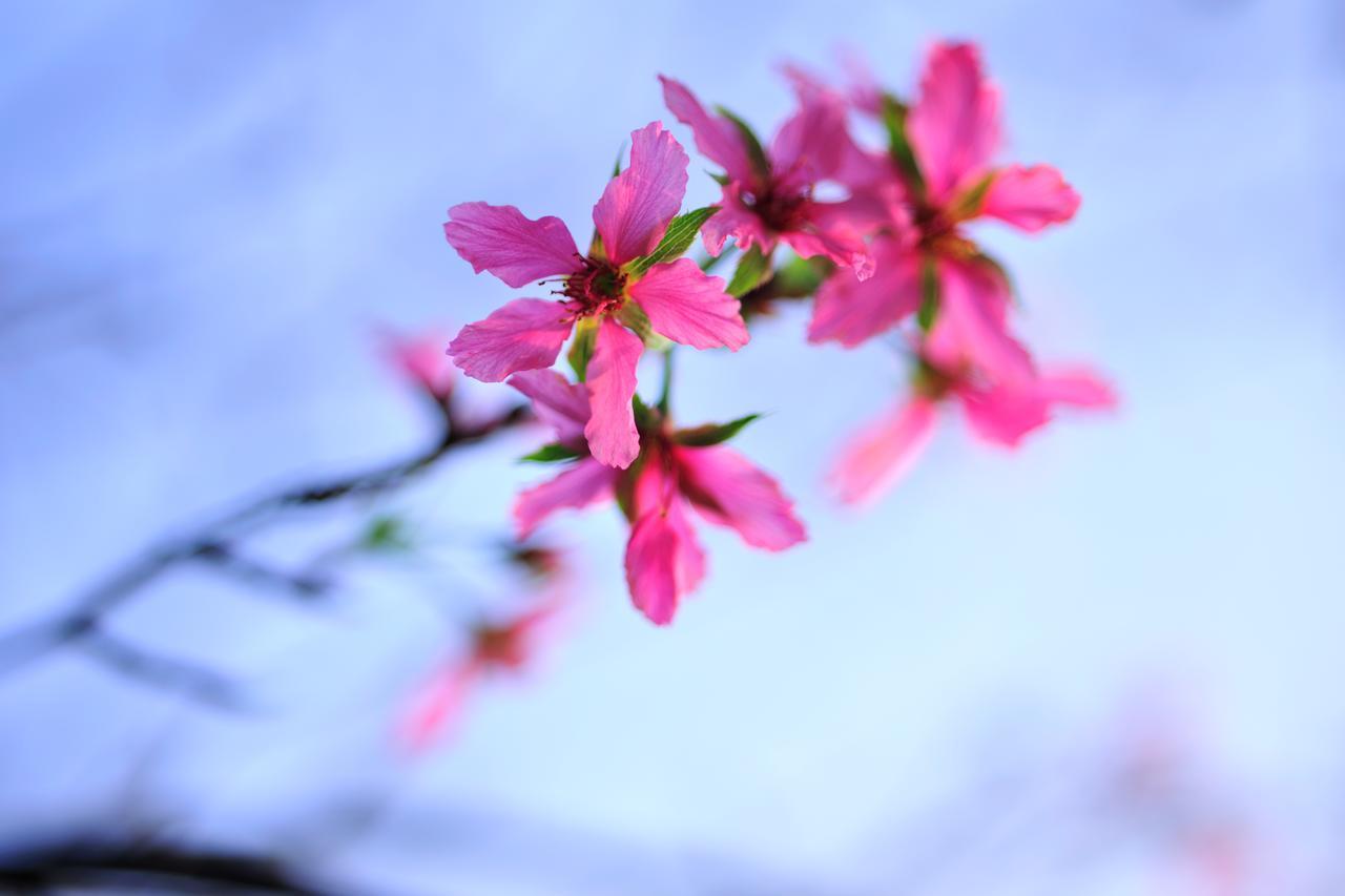 Flower Free花自在 Zhoulan Exteriér fotografie